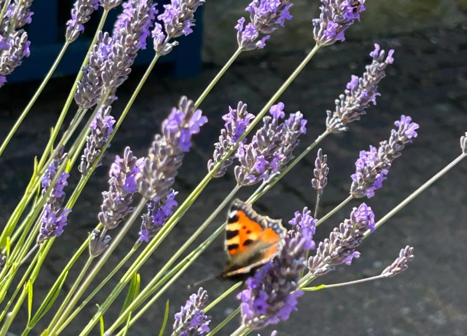 Twattleton Cottage Kilburn Yorkshire - Beautiful Views Сasa de vacaciones